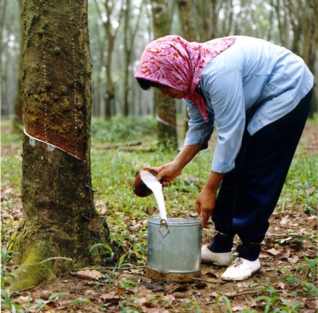 Chính phủ Malaysia đưa ra sáng kiến ngăn đà suy giảm sản xuất cao su