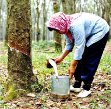 Malaysia đưa ra sáng kiến ngăn đà suy giảm sản xuất cao su