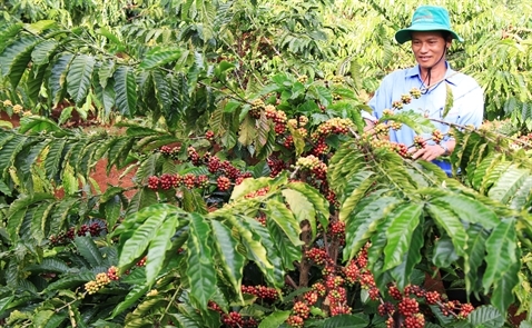 Mưa lũ làm trì hoãn thu hoạch cà phê của Việt Nam
